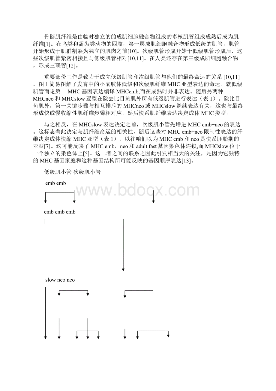 肌纤维多样性调控机制Word文档下载推荐.docx_第3页