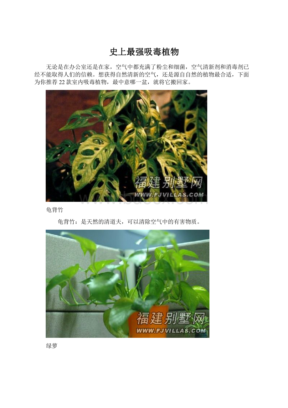 史上最强吸毒植物.docx