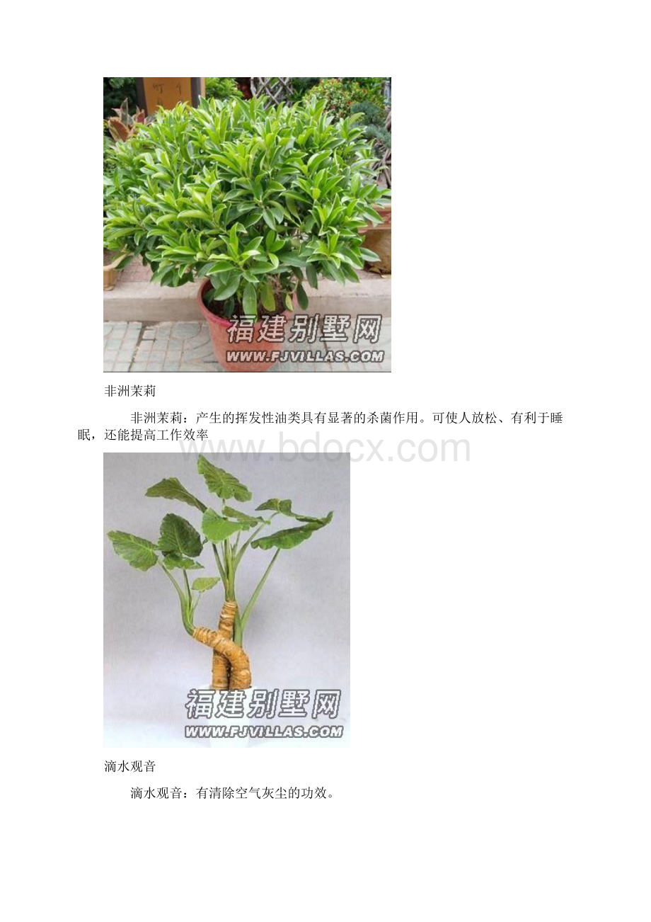 史上最强吸毒植物.docx_第3页