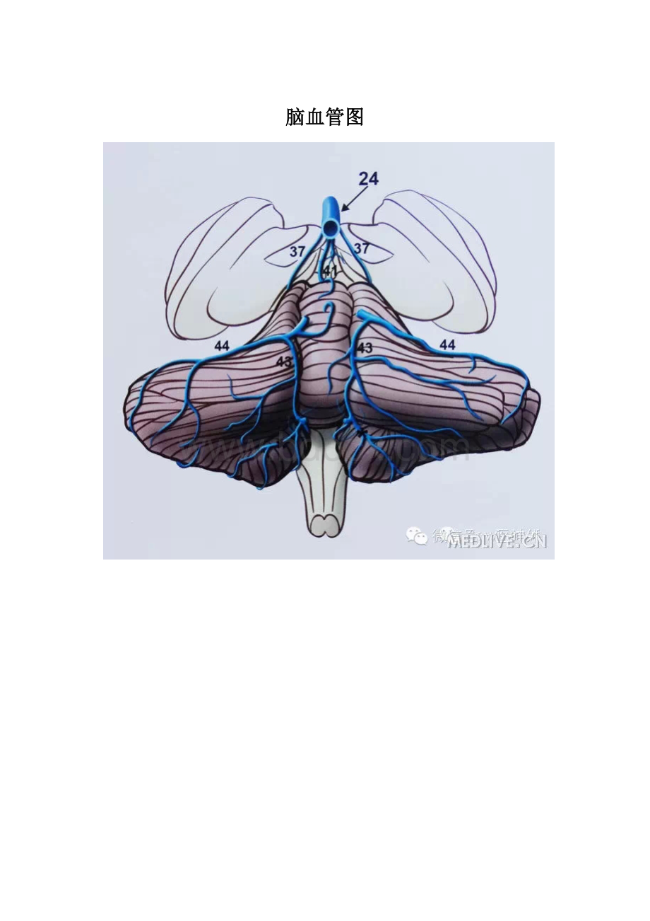 脑血管图Word文件下载.docx_第1页