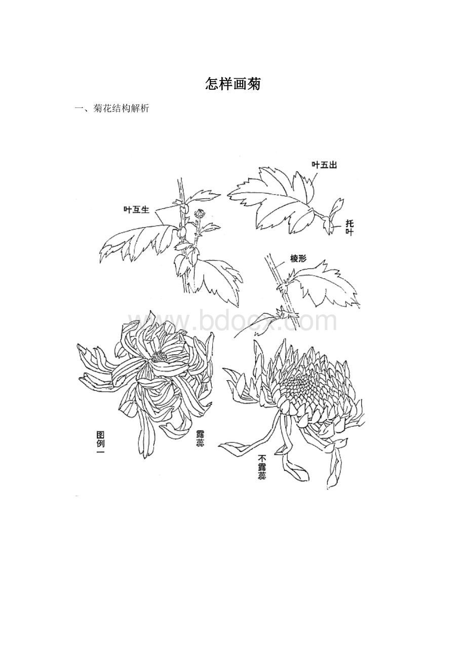 怎样画菊Word格式文档下载.docx