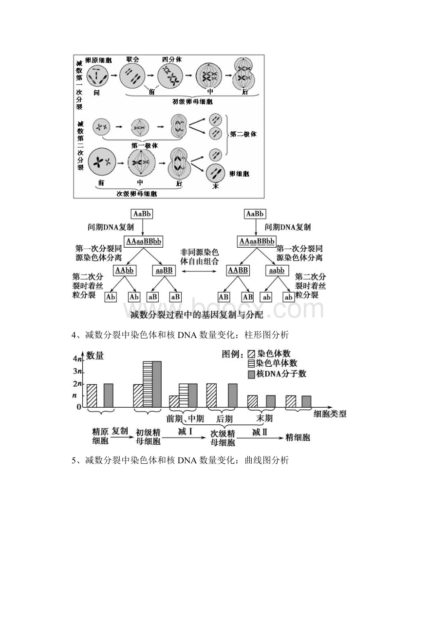 减数分裂 知识点梳理Word格式.docx_第3页