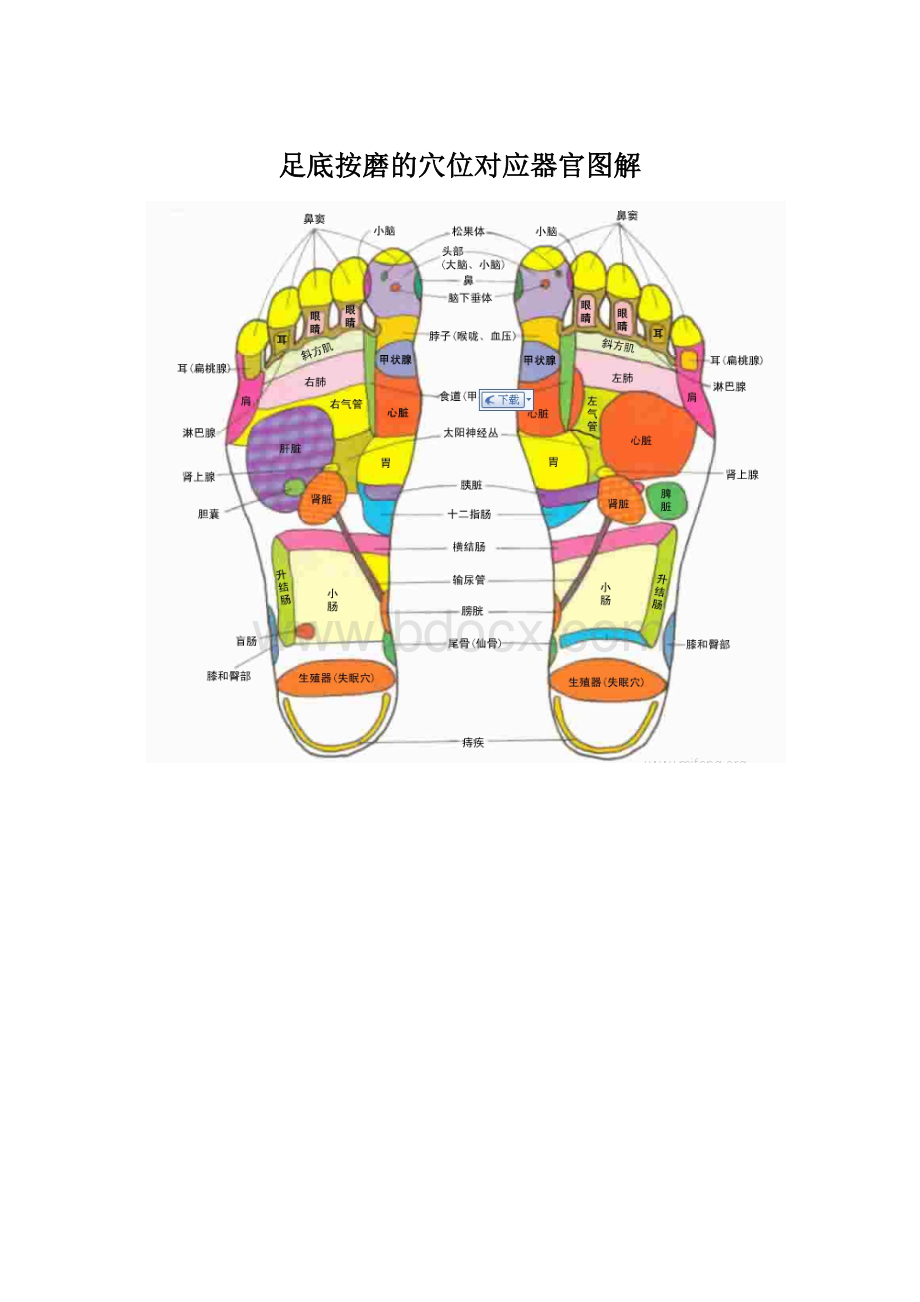 足底按磨的穴位对应器官图解Word格式.docx_第1页