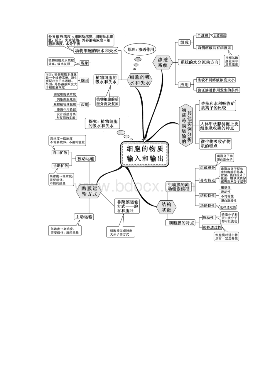 高中生物思维导图 2.docx_第3页