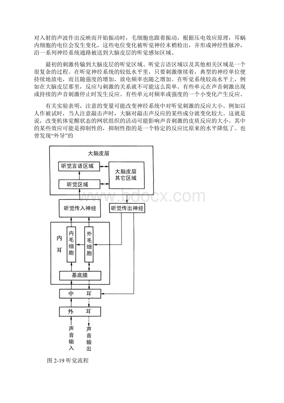 新第二章 第二节 听觉系统DOC.docx_第3页