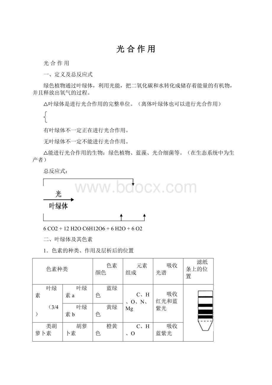 光 合 作 用.docx_第1页