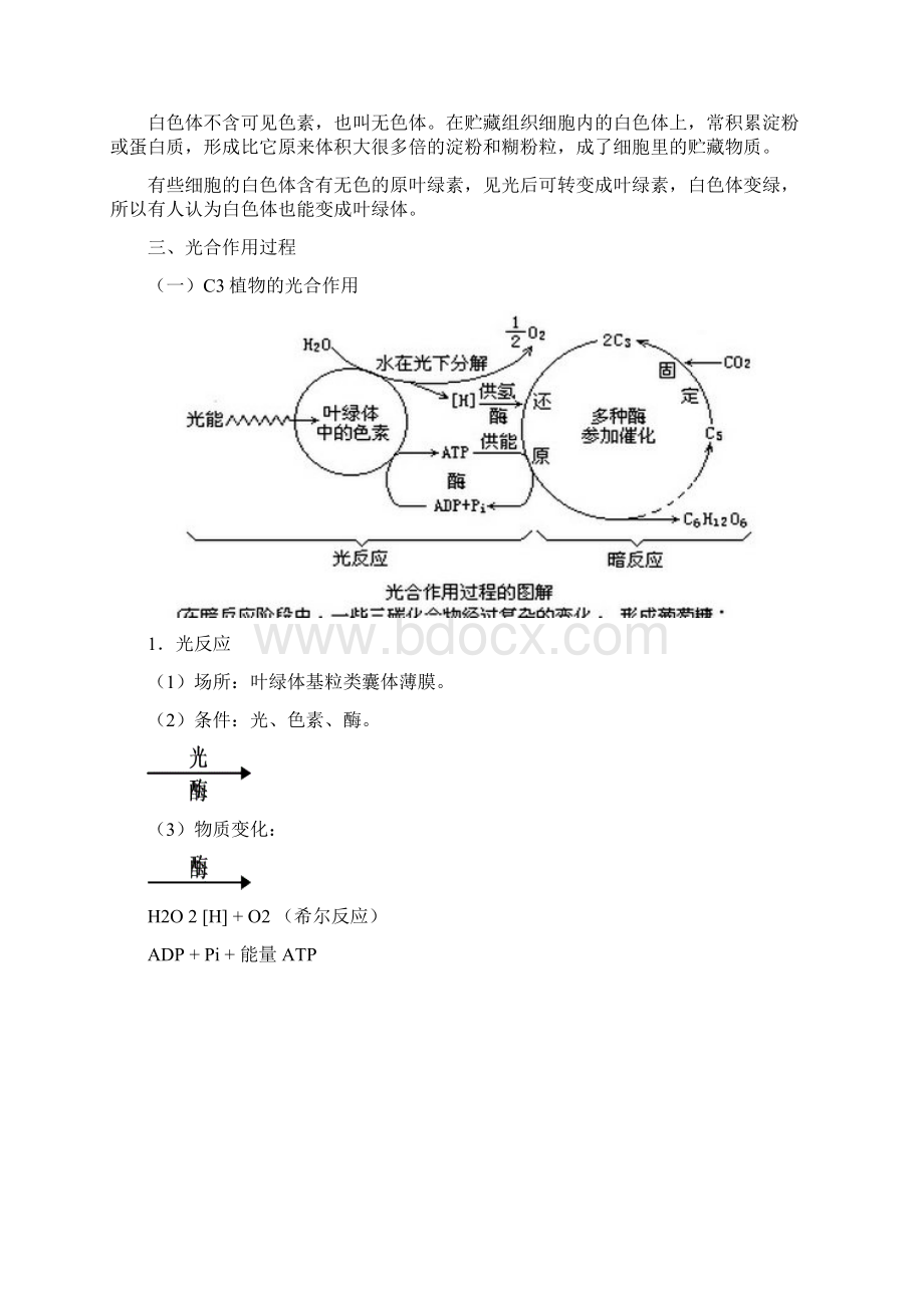 光 合 作 用.docx_第3页