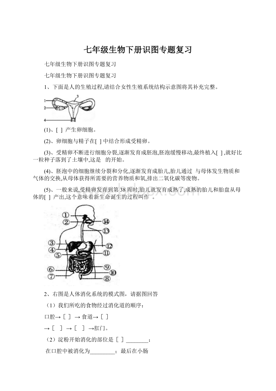 七年级生物下册识图专题复习Word文件下载.docx