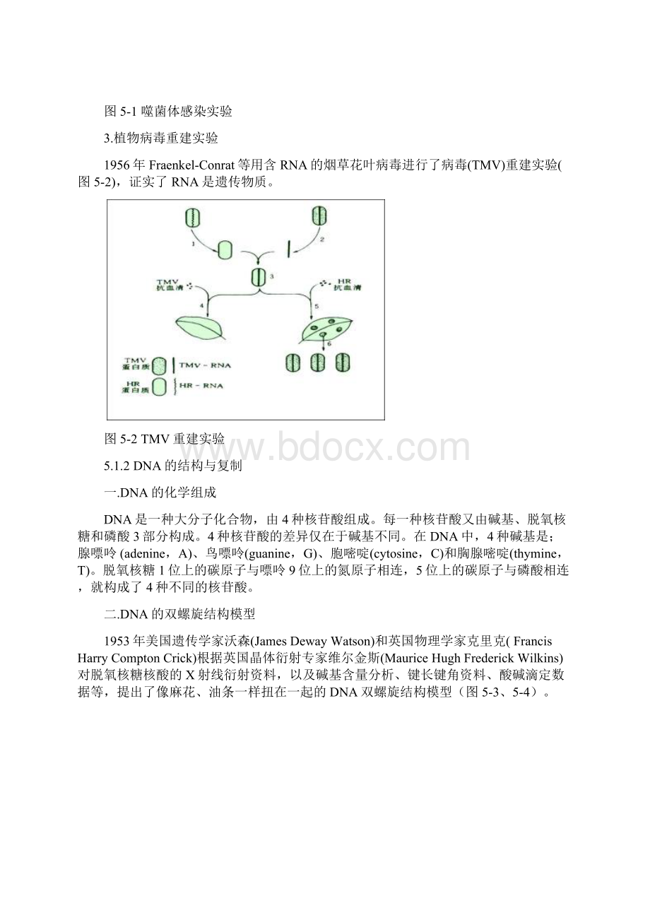 微生物的遗传和变异.docx_第2页