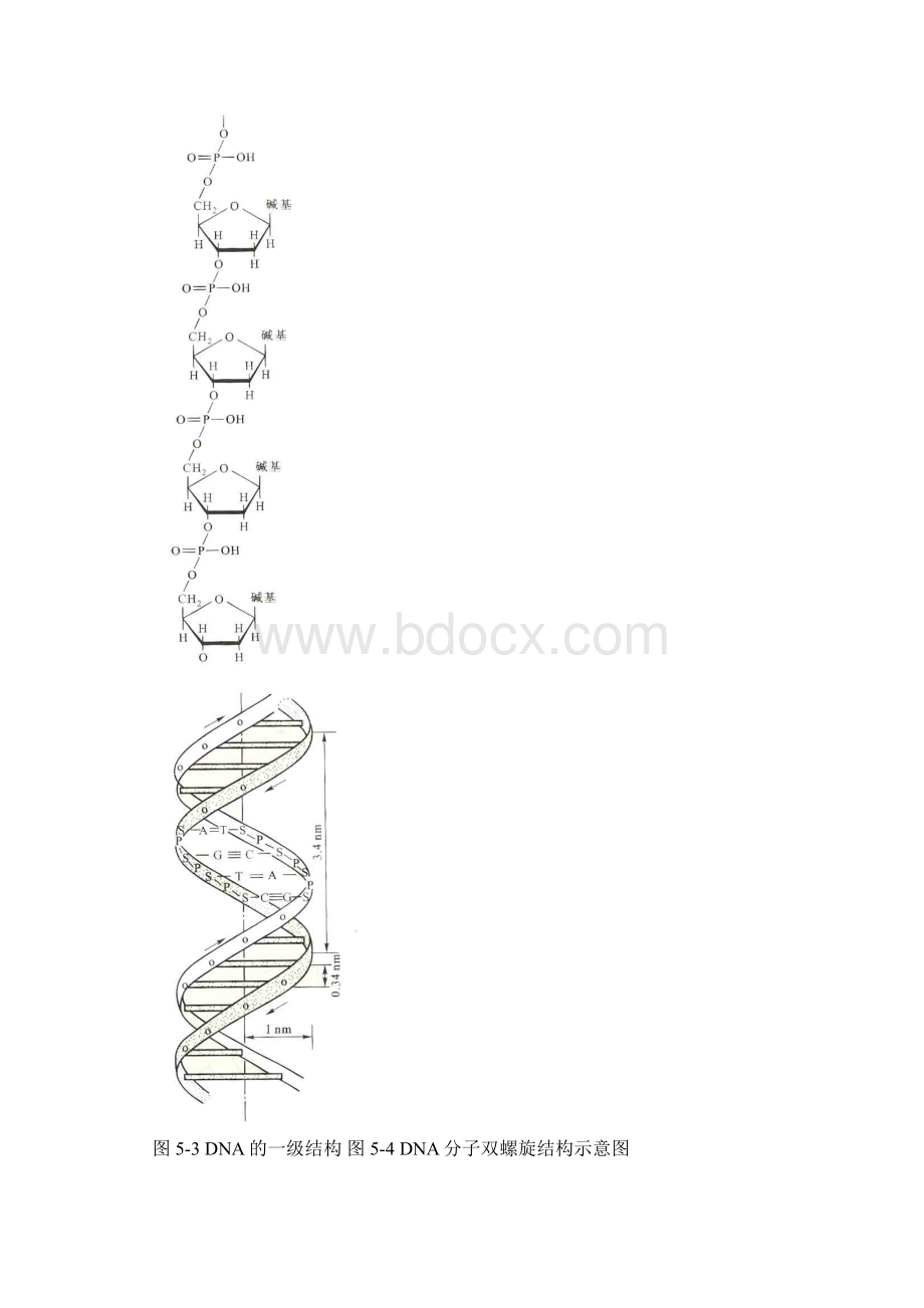 微生物的遗传和变异.docx_第3页