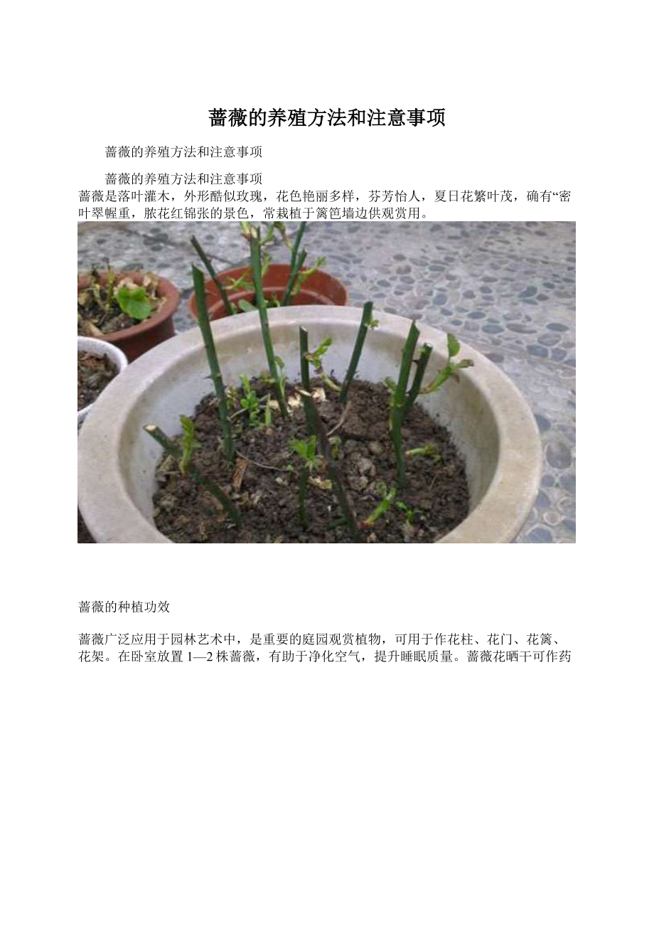 蔷薇的养殖方法和注意事项.docx_第1页