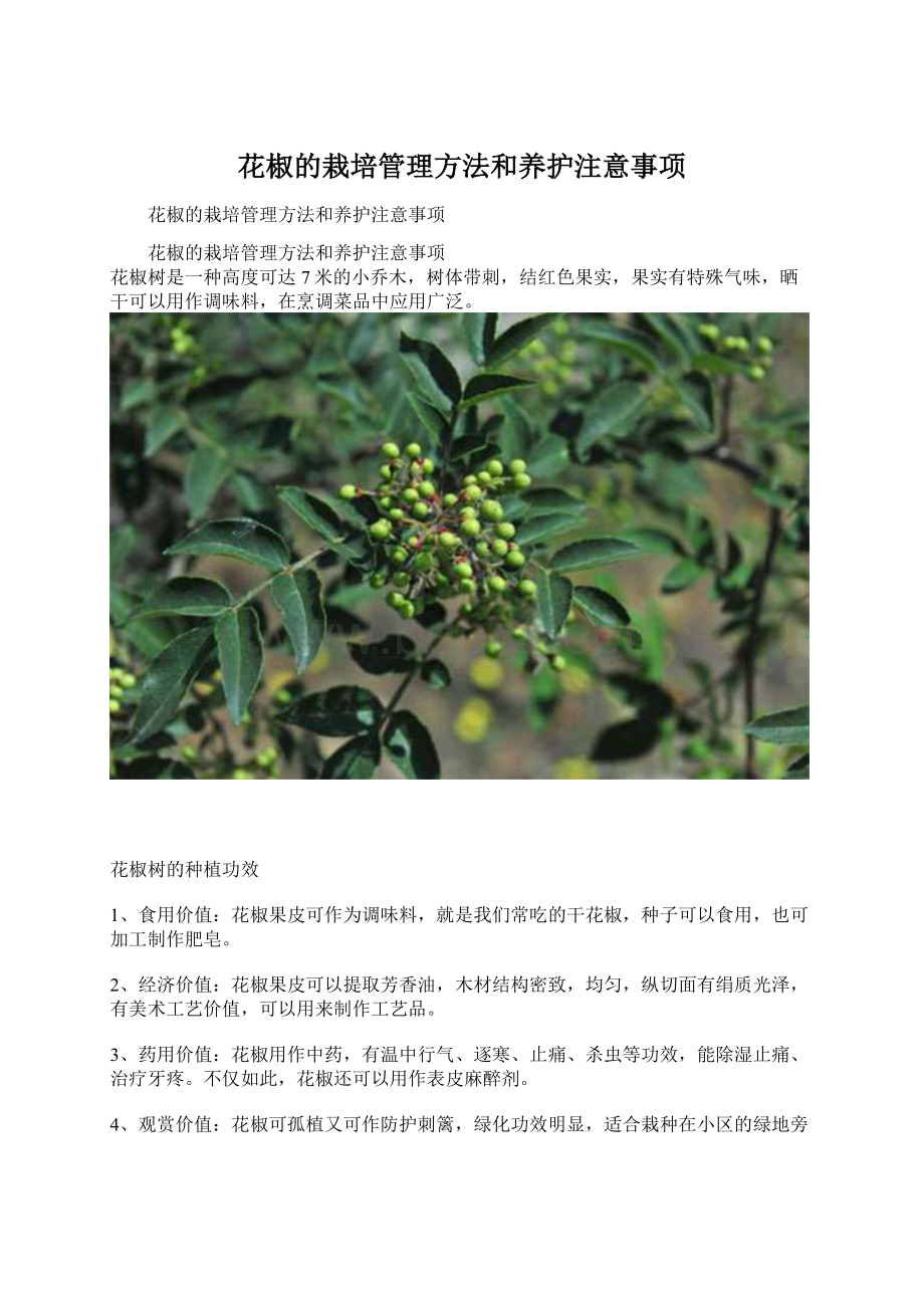 花椒的栽培管理方法和养护注意事项Word文件下载.docx