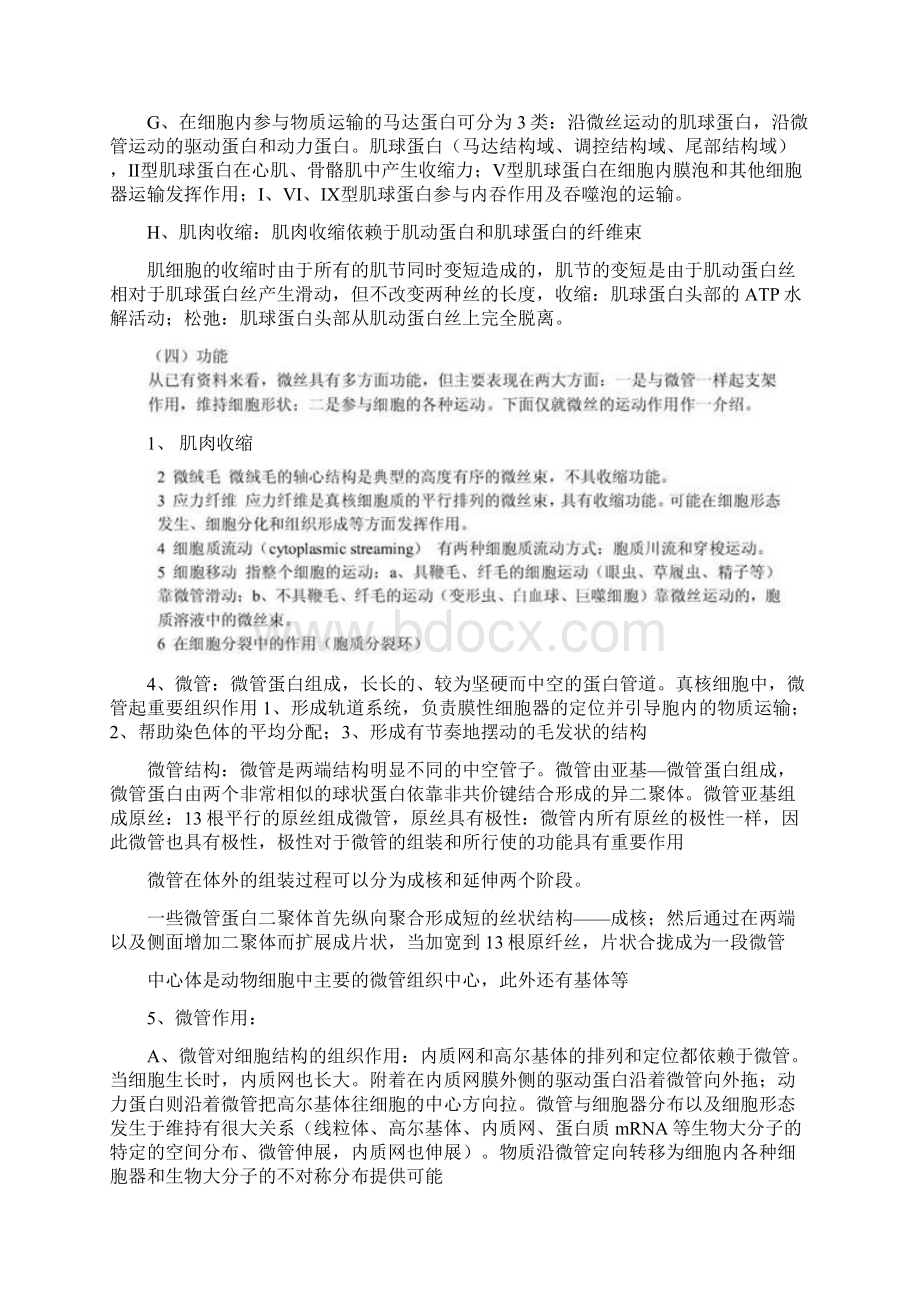 细胞生物学整理.docx_第3页