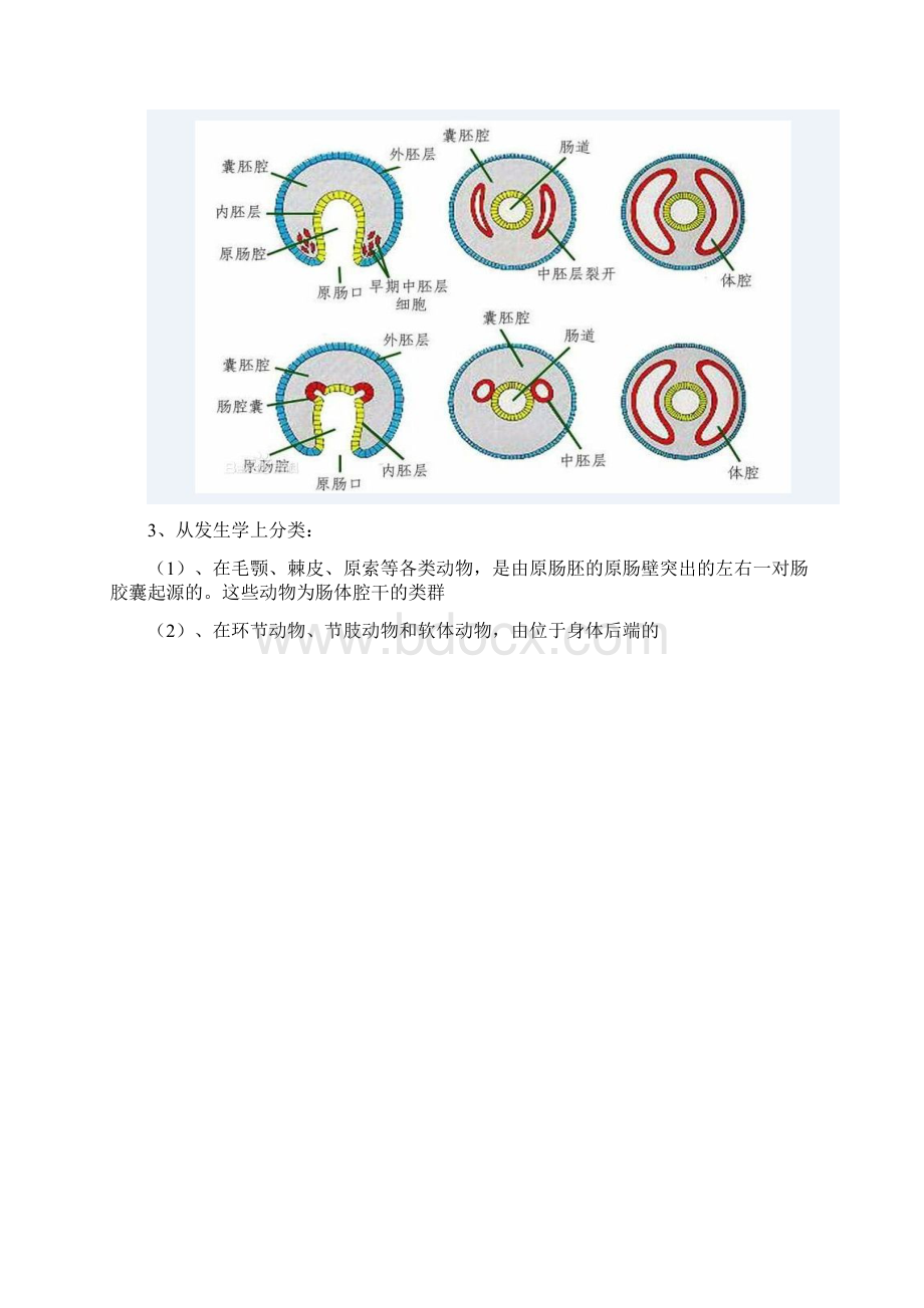 真体腔与假体腔的区别比较讲稿Word文档格式.docx_第3页