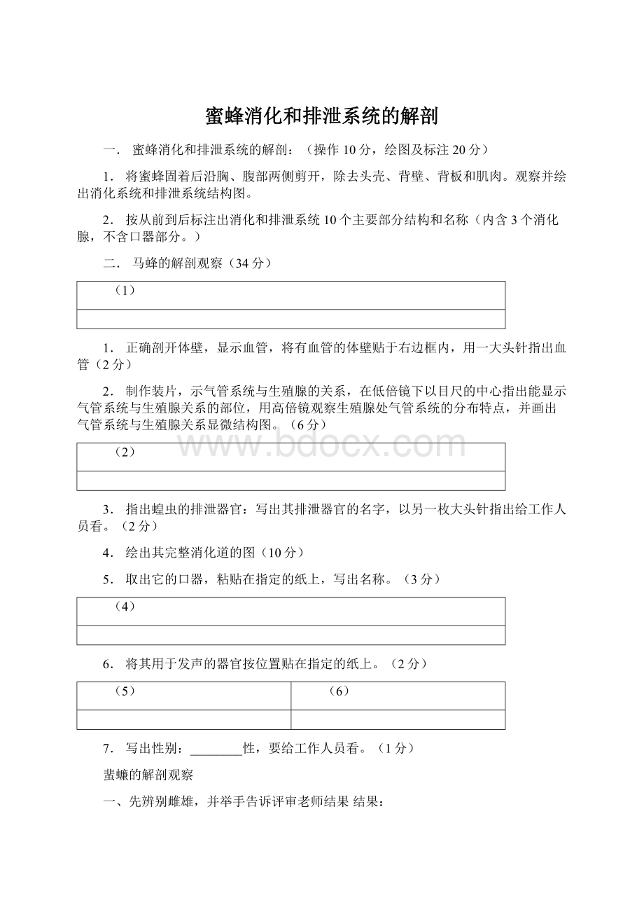 蜜蜂消化和排泄系统的解剖Word文档格式.docx