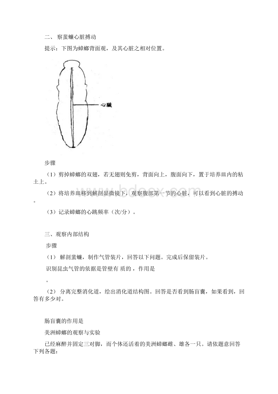 蜜蜂消化和排泄系统的解剖.docx_第2页