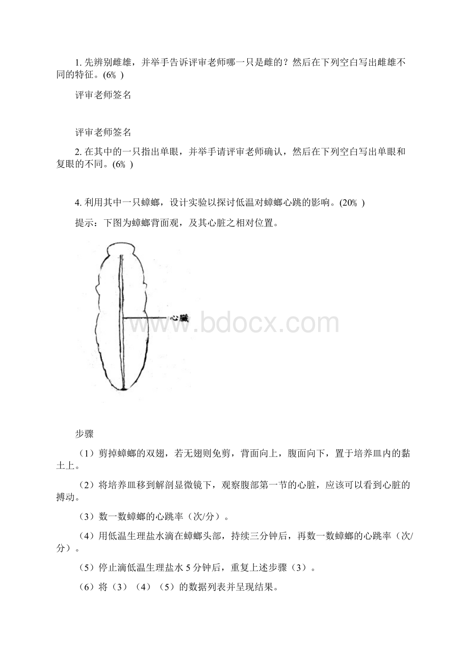 蜜蜂消化和排泄系统的解剖.docx_第3页