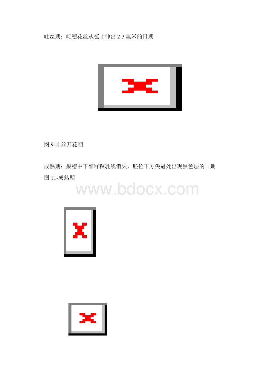 玉米的生长和发育Word格式文档下载.docx_第2页