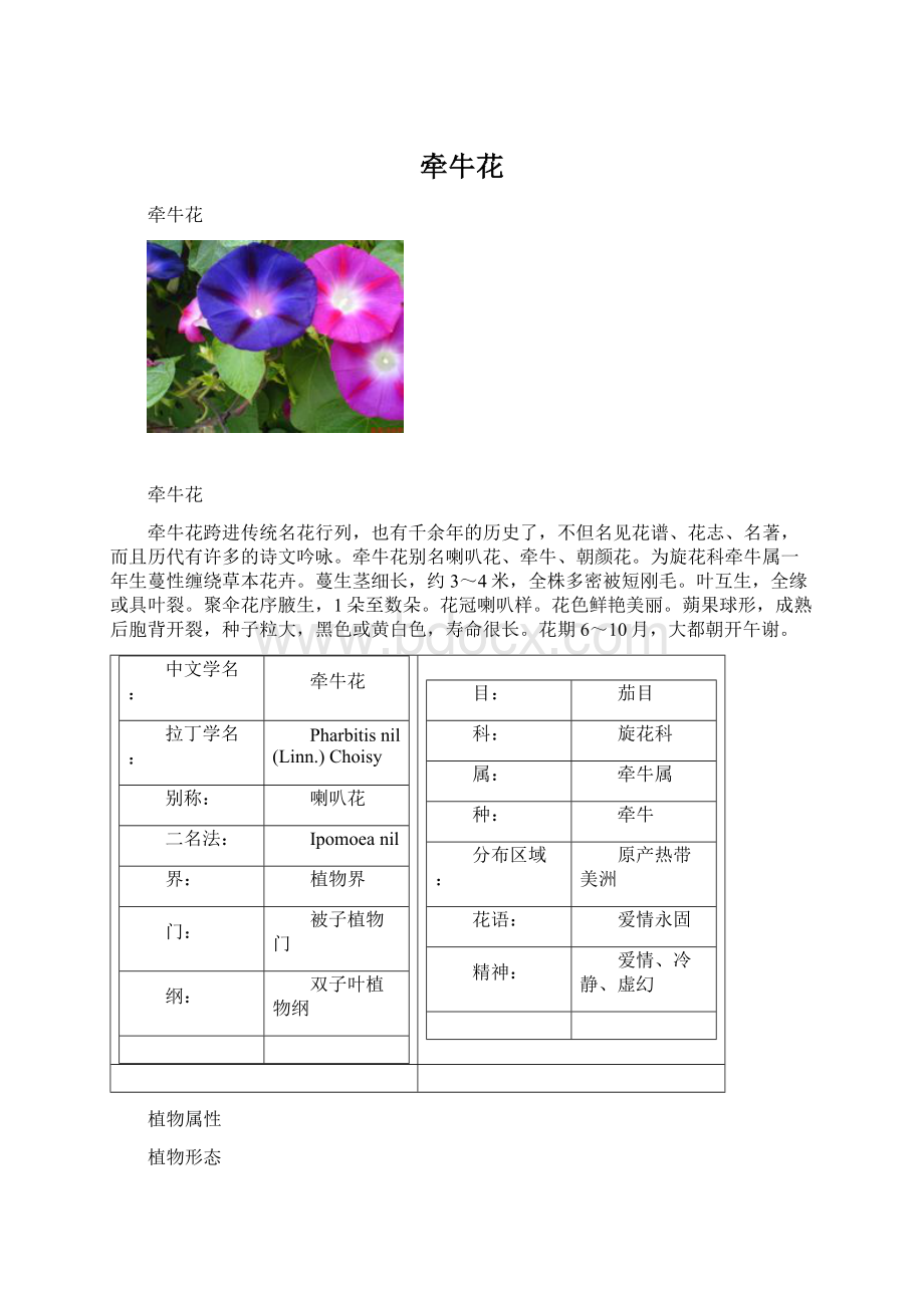 牵牛花Word格式.docx