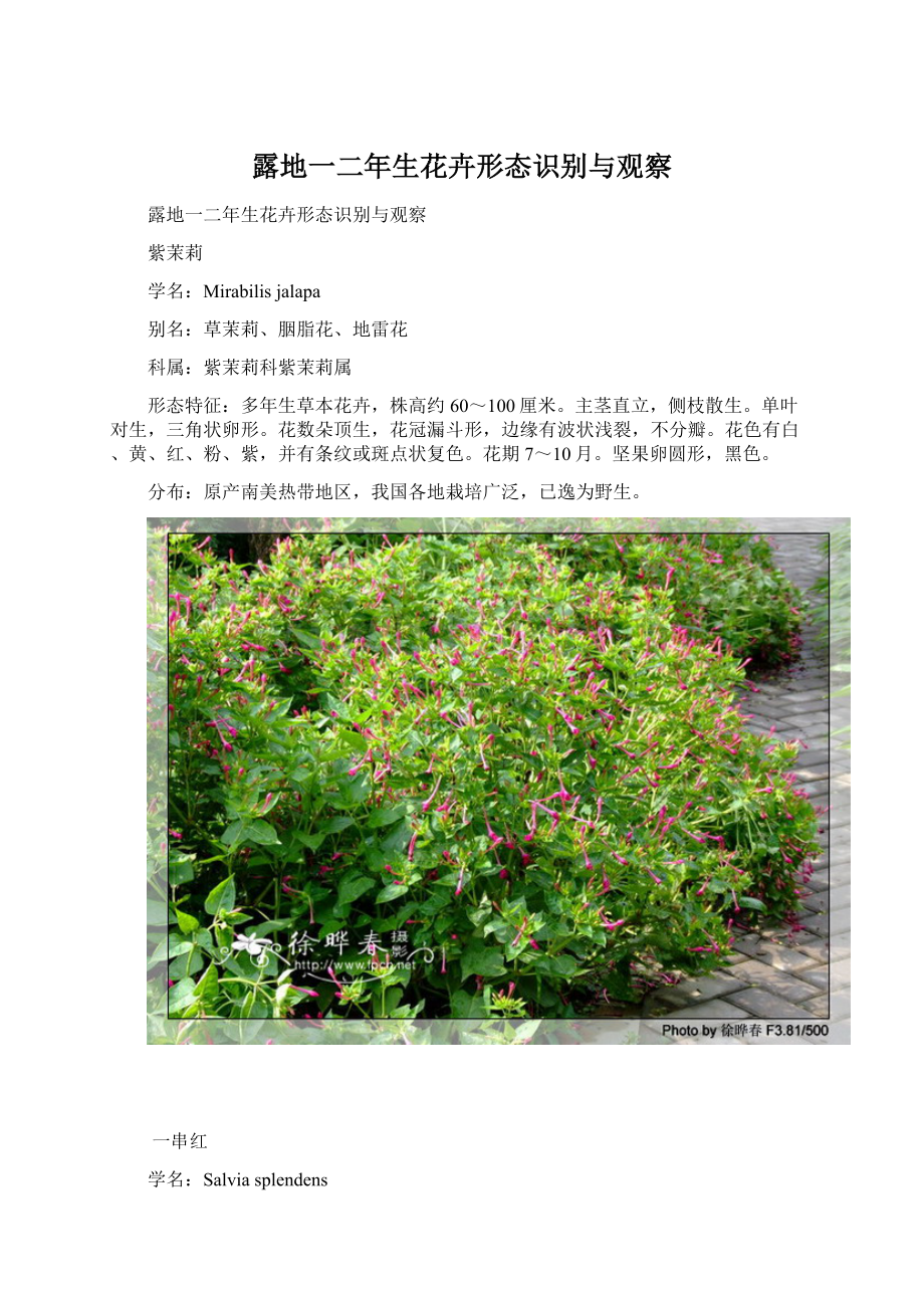 露地一二年生花卉形态识别与观察.docx_第1页