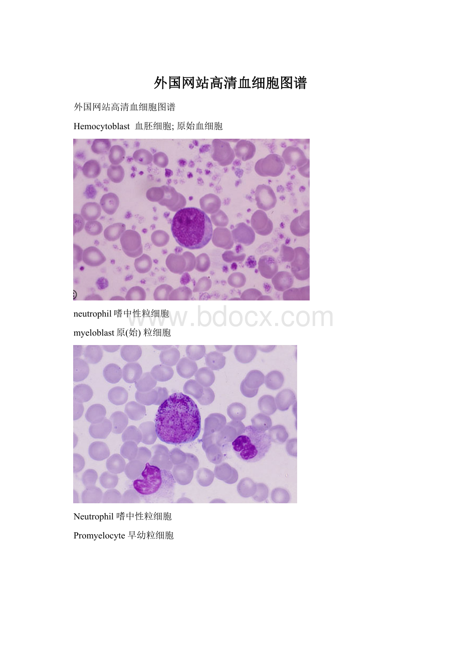 外国网站高清血细胞图谱.docx_第1页