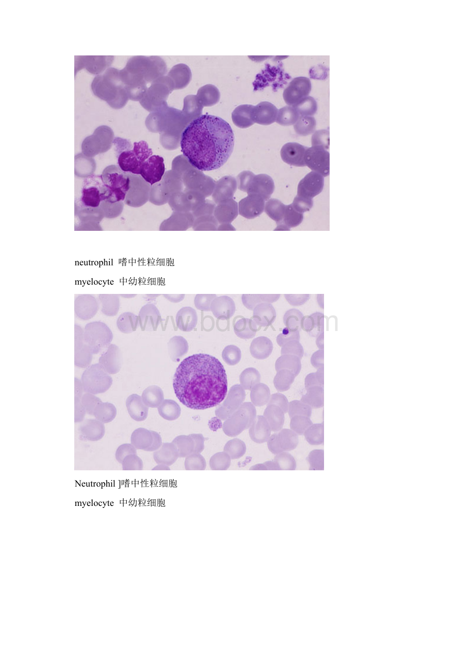 外国网站高清血细胞图谱.docx_第2页