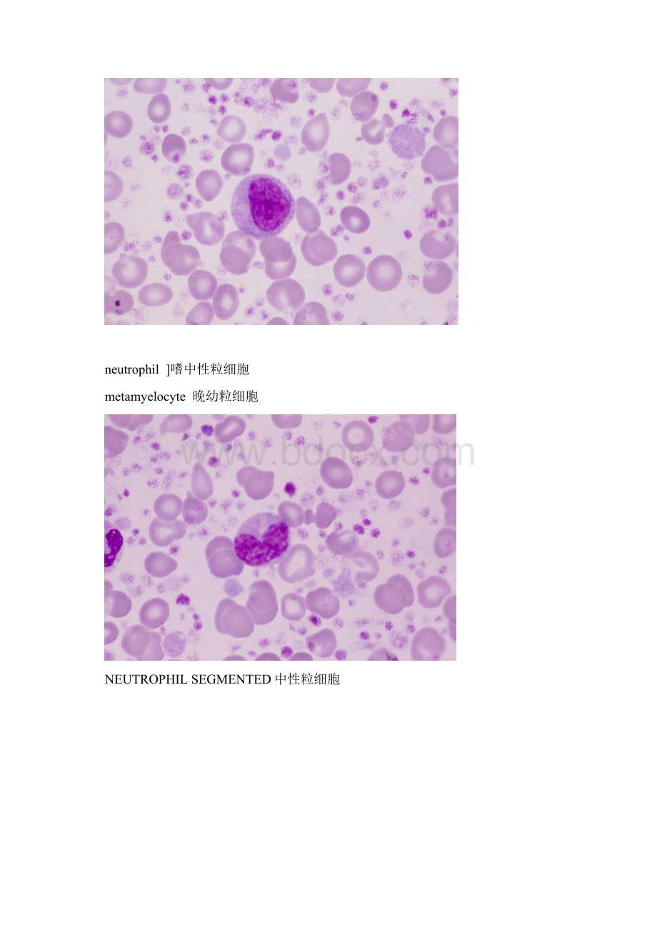 外国网站高清血细胞图谱.docx_第3页