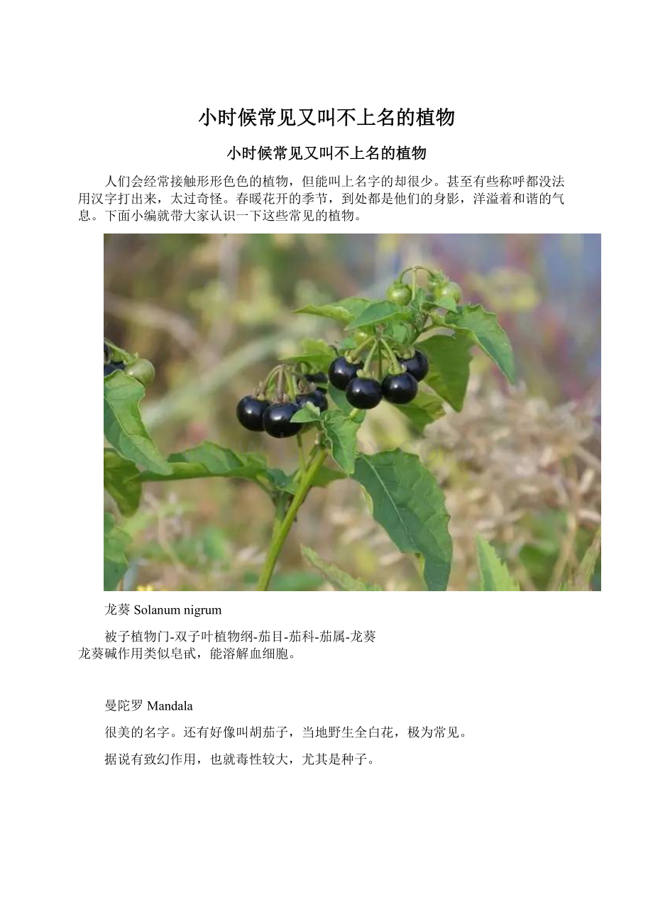 小时候常见又叫不上名的植物.docx