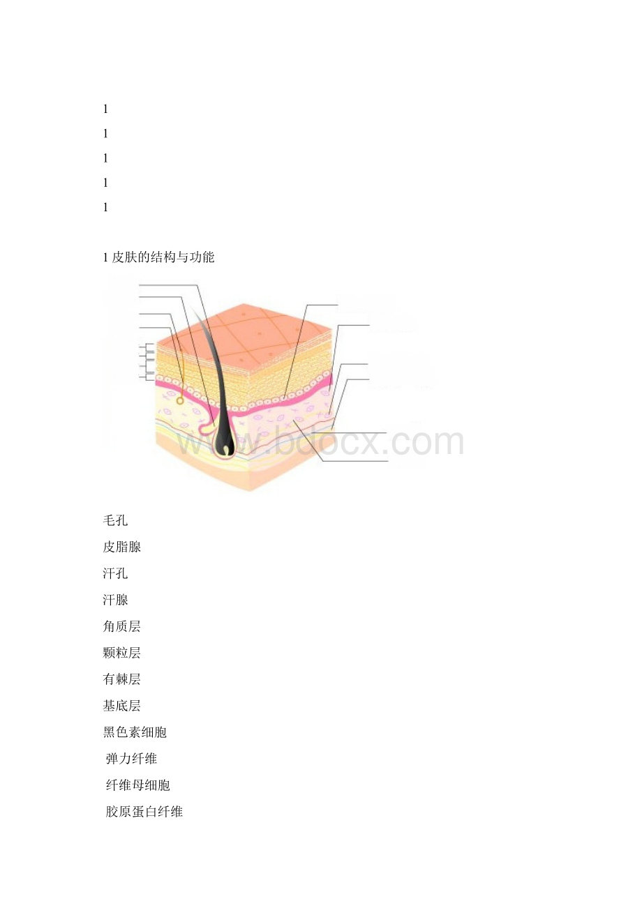 人体皮肤知识总结.docx_第2页