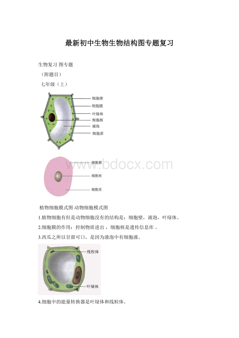 最新初中生物生物结构图专题复习Word下载.docx_第1页