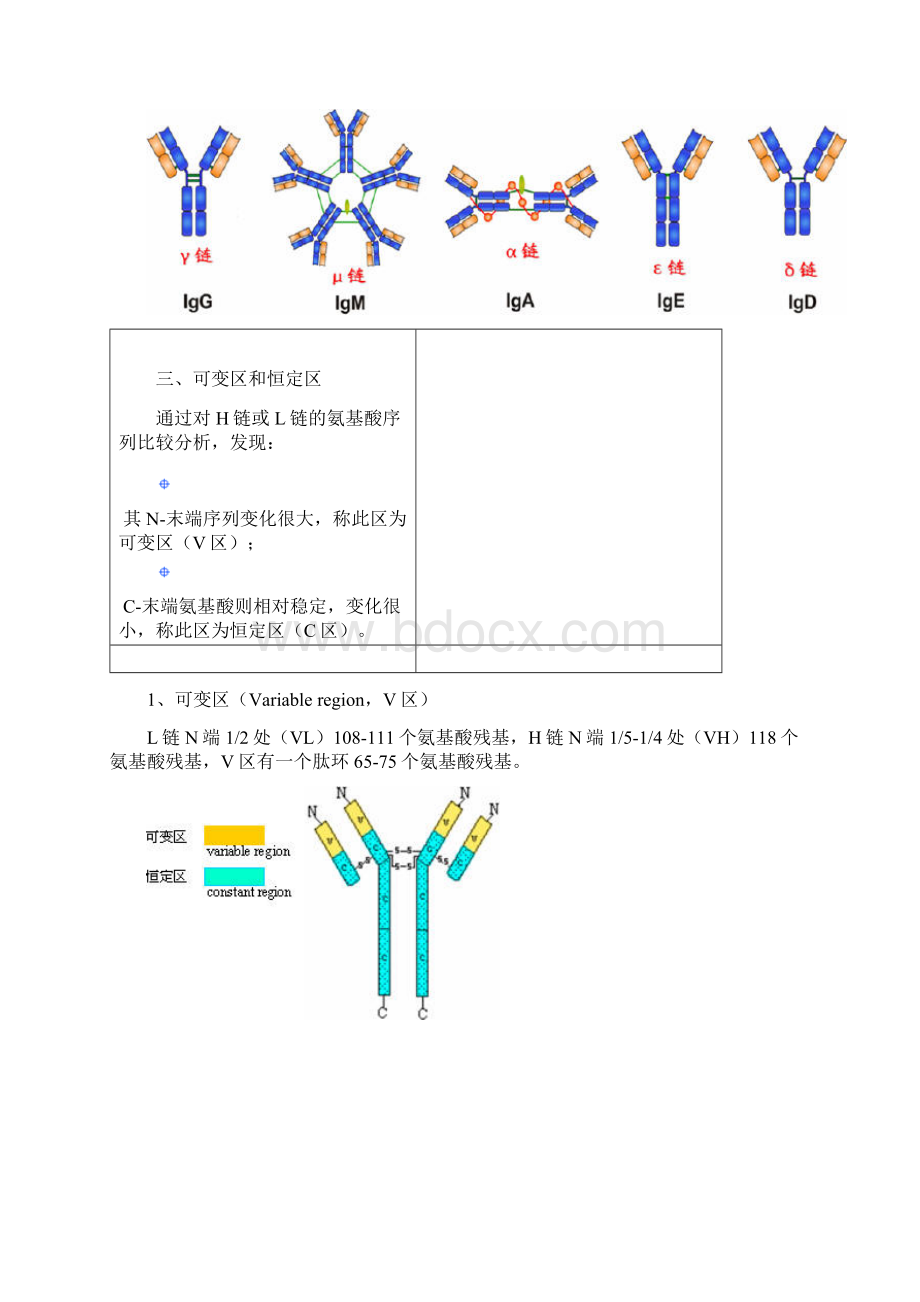 免疫球蛋白结构.docx_第3页