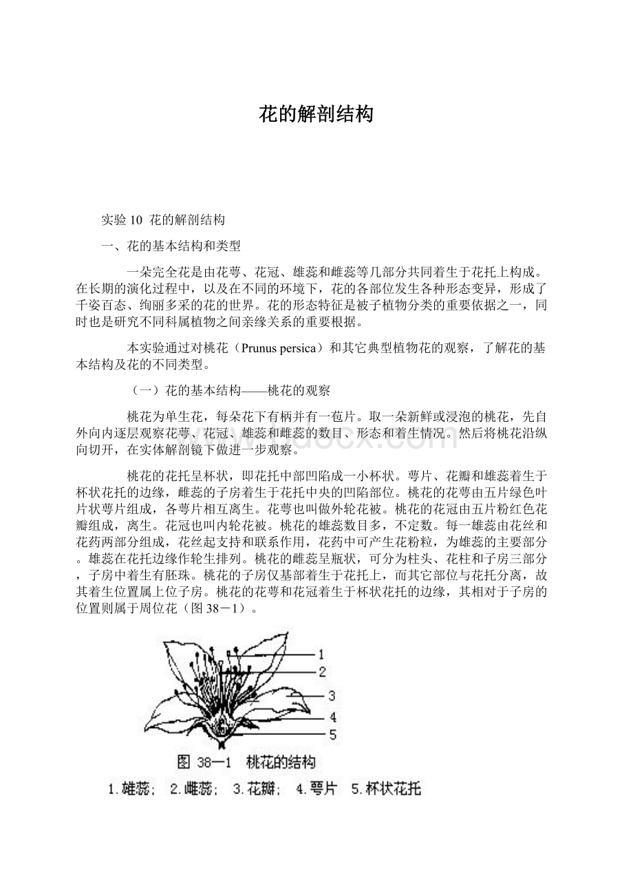 花的解剖结构Word文档下载推荐.docx