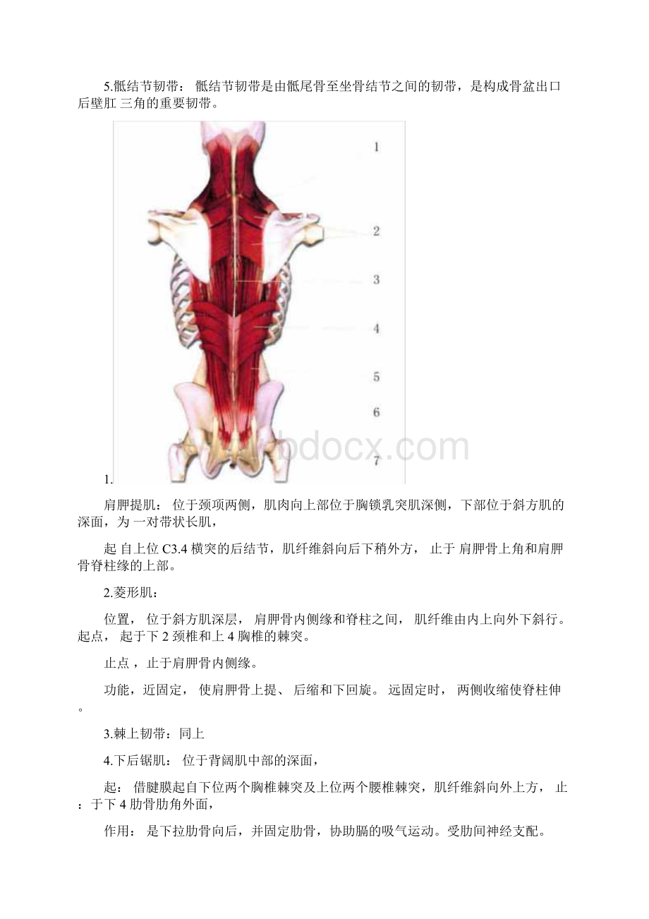 完整版全身肌肉图解汇总Word格式文档下载.docx_第3页