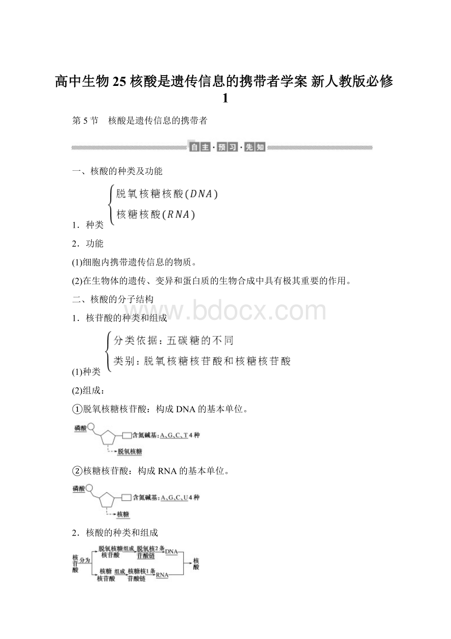 高中生物 25 核酸是遗传信息的携带者学案 新人教版必修1Word文件下载.docx