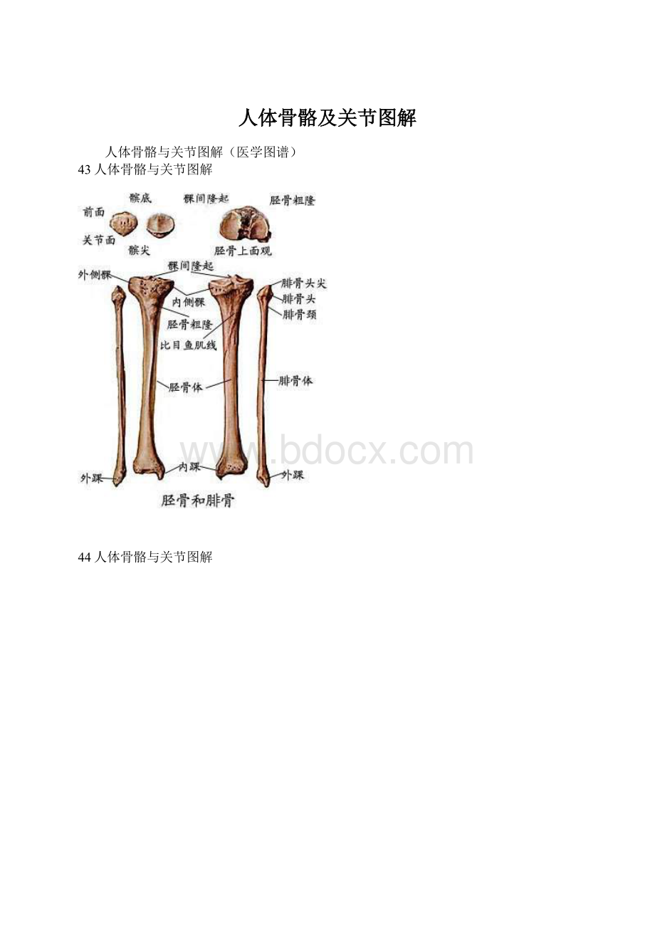 人体骨骼及关节图解.docx