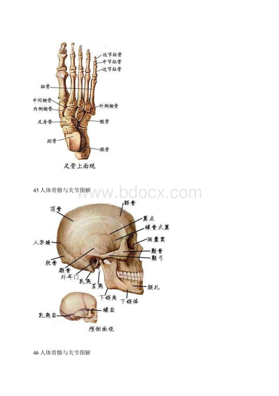 人体骨骼及关节图解.docx_第2页
