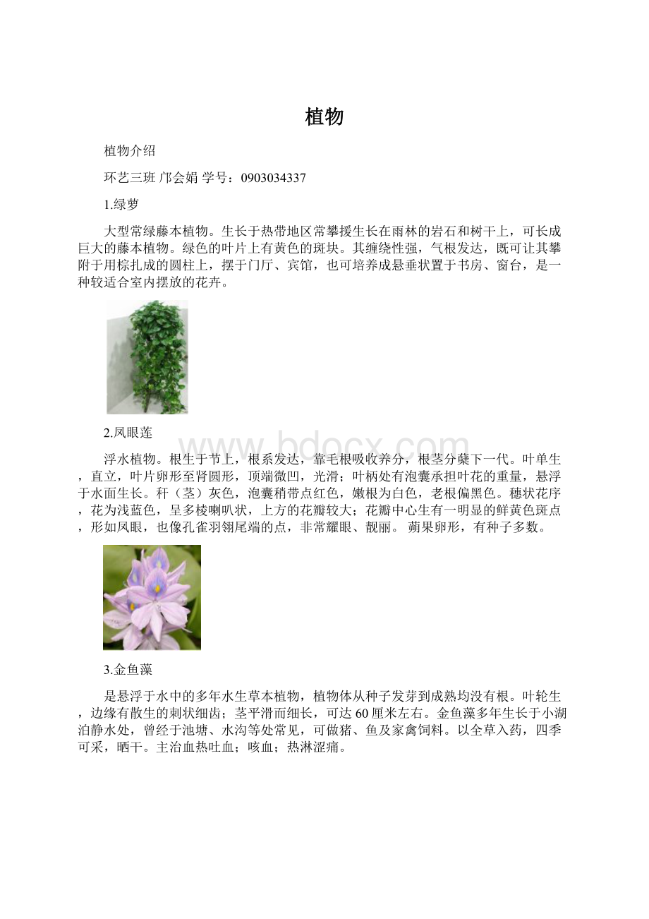 植物.docx