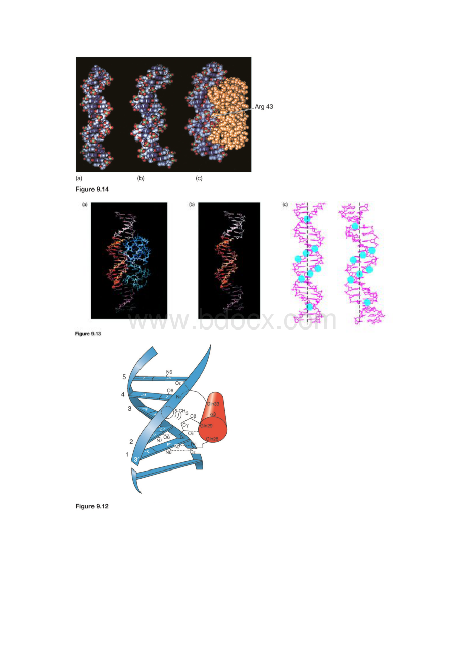 分子生物学图片9.docx_第2页