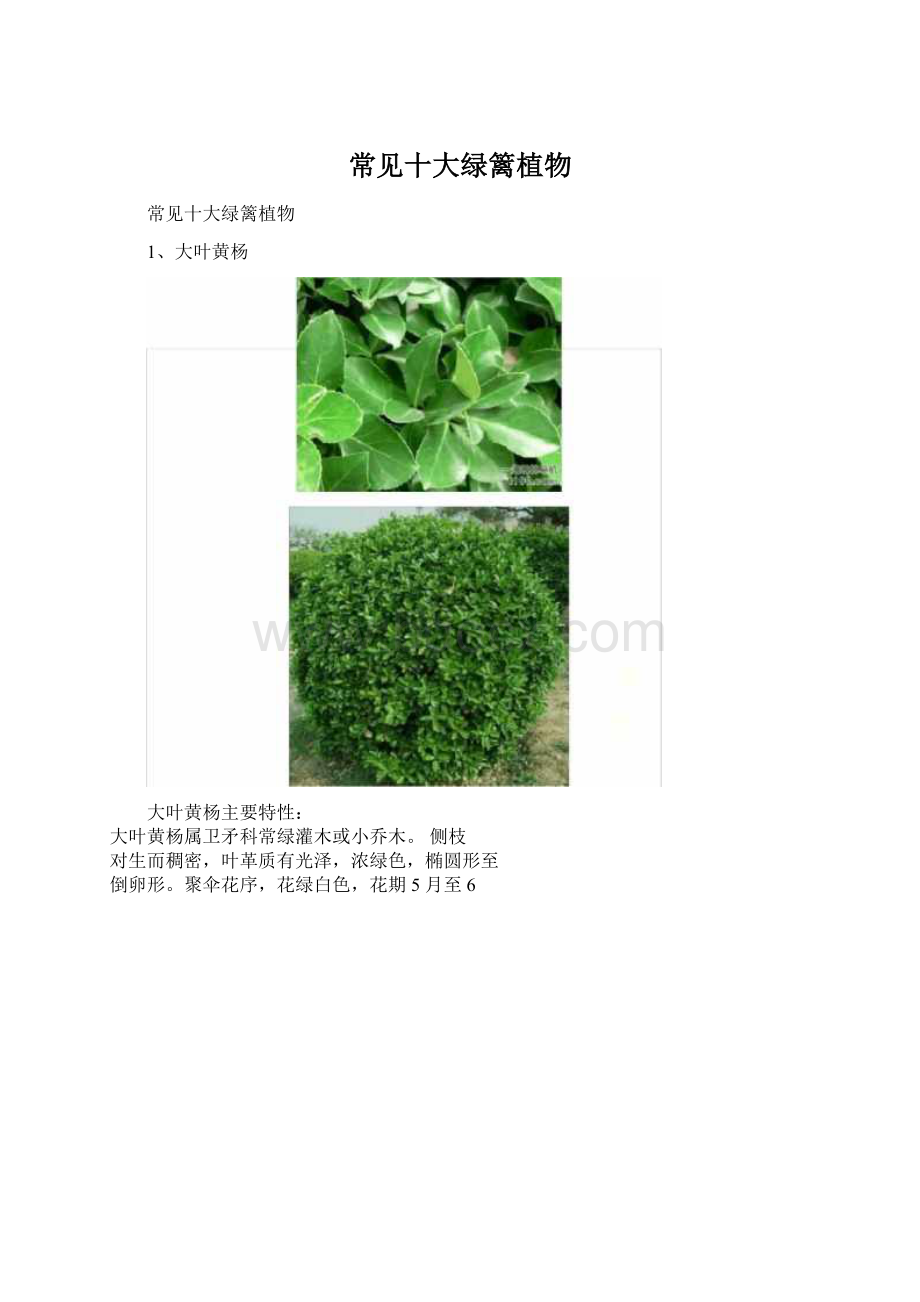 常见十大绿篱植物Word格式文档下载.docx