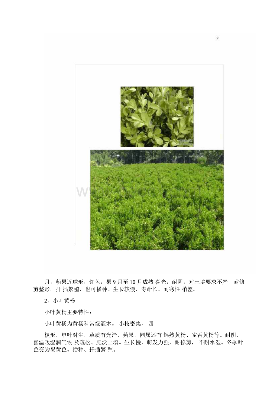 常见十大绿篱植物.docx_第2页