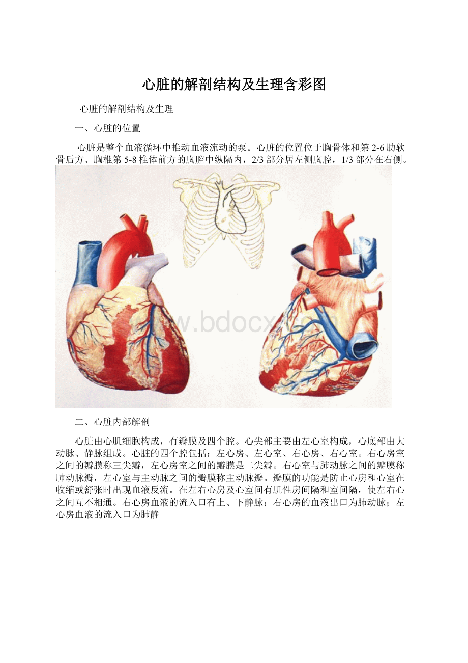 心脏的解剖结构及生理含彩图.docx_第1页