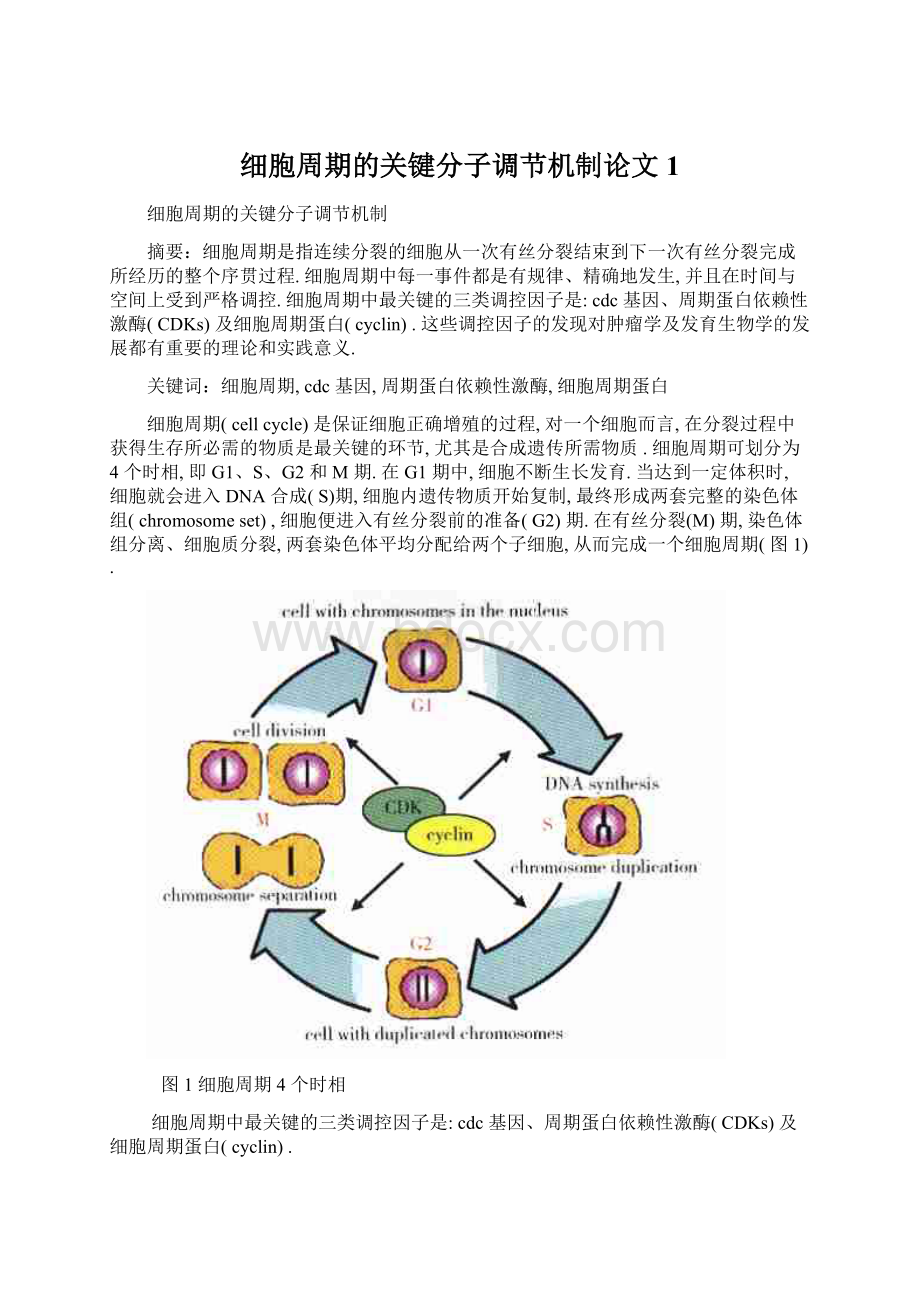 细胞周期的关键分子调节机制论文 1Word文档格式.docx_第1页