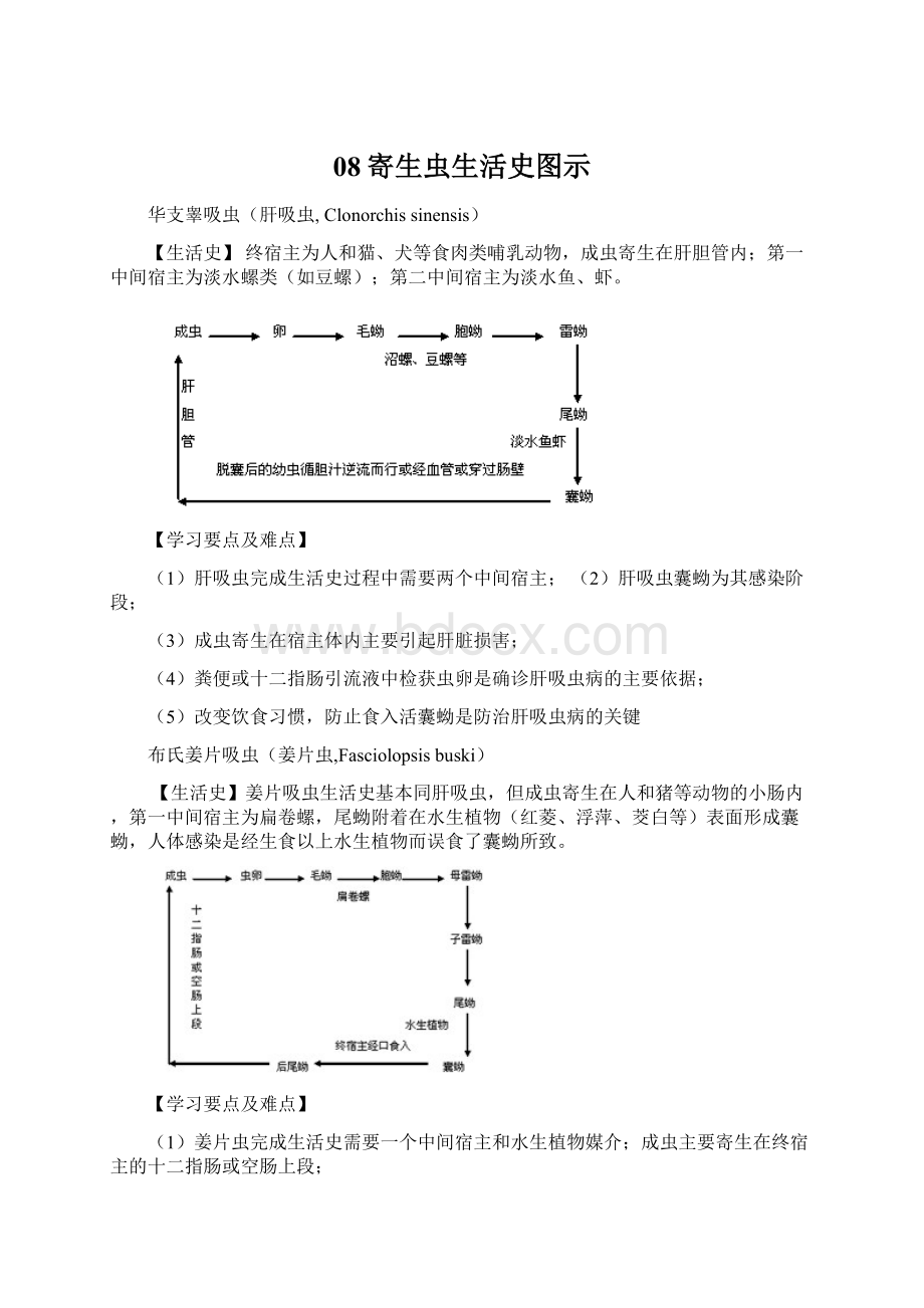 08寄生虫生活史图示.docx