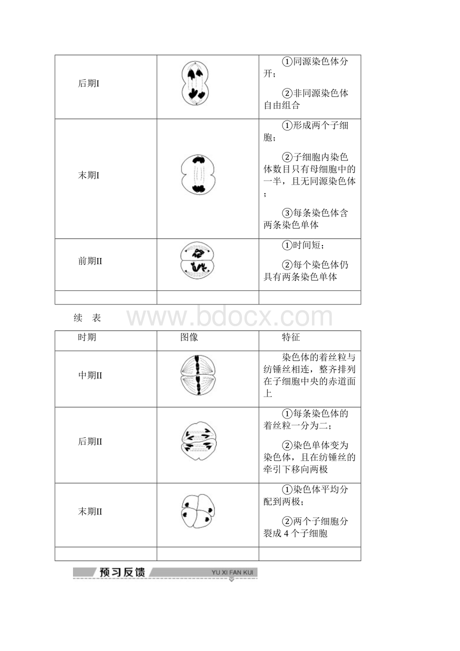 学年浙科版生物必修二新素养同步学案第二章 第一节 第1课时 染色体及减数分裂中的染色体行为Word文档格式.docx_第3页