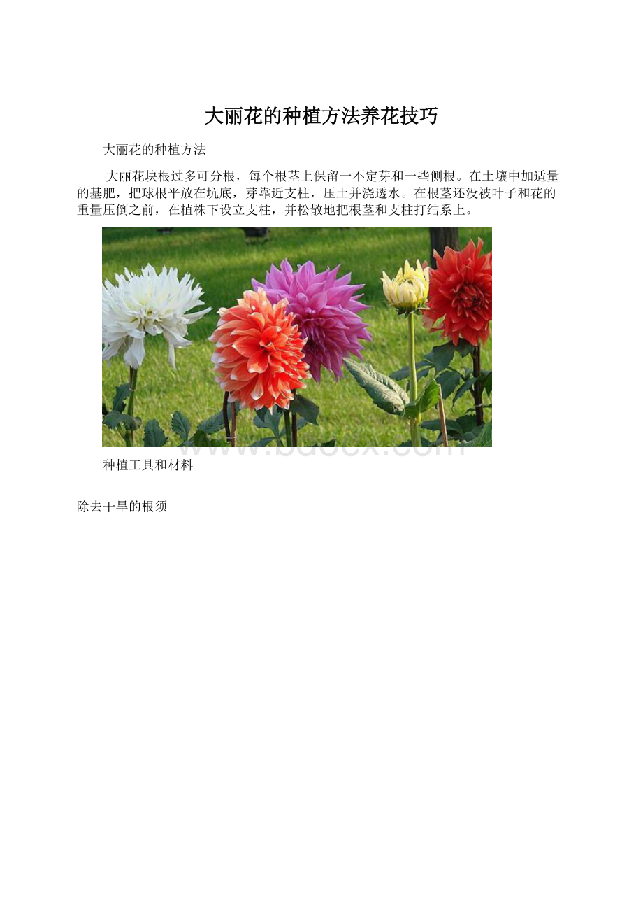 大丽花的种植方法养花技巧Word文档下载推荐.docx_第1页