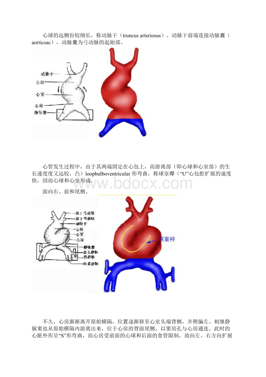 心脏的胚胎发育汇总.docx_第3页