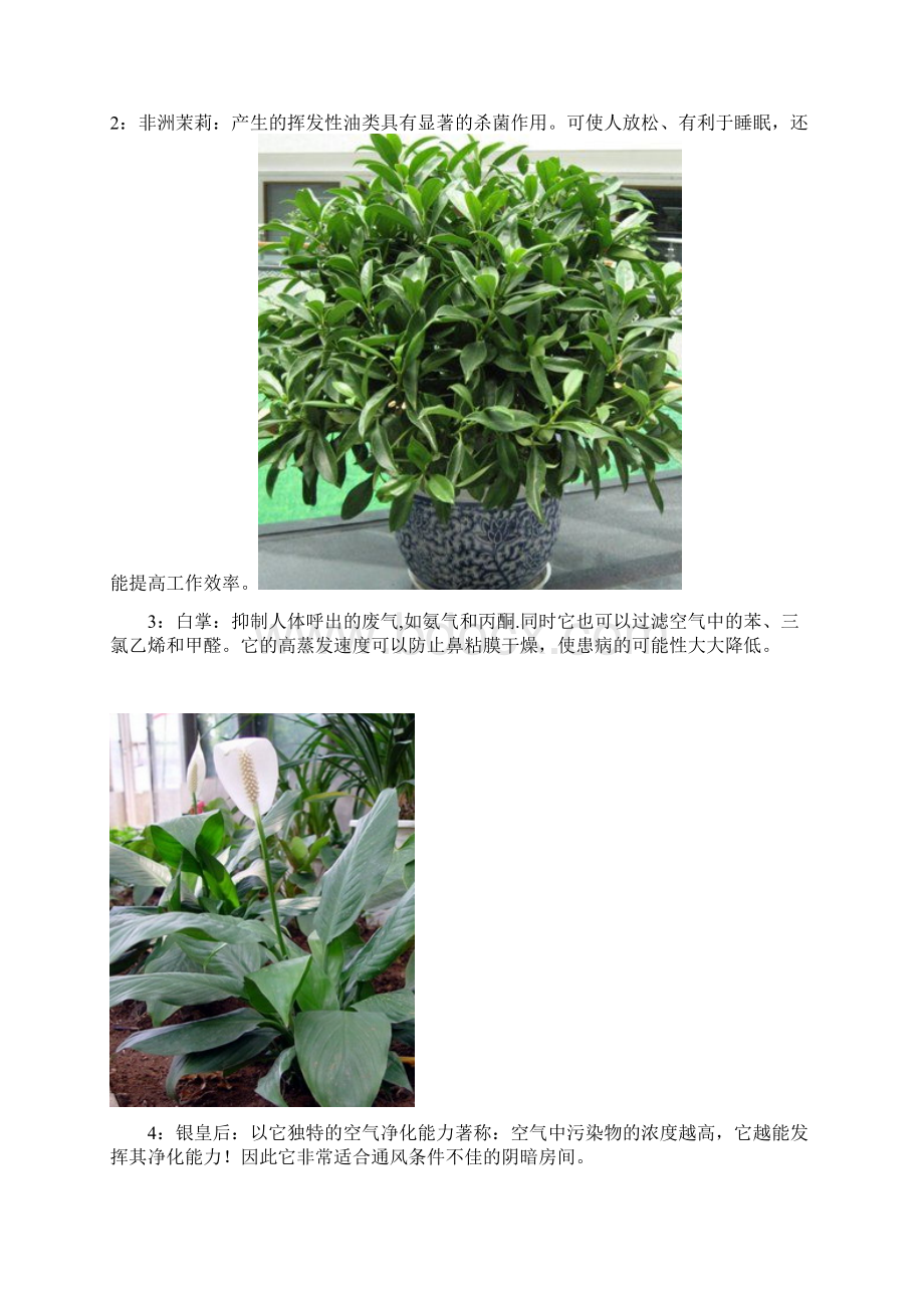 18种植物放入室内的功效.docx_第2页