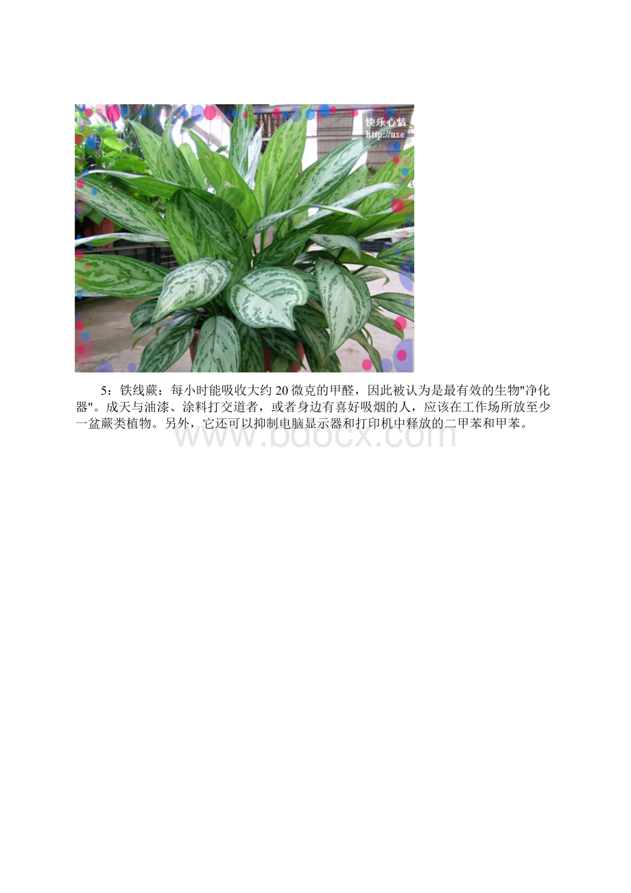 18种植物放入室内的功效.docx_第3页