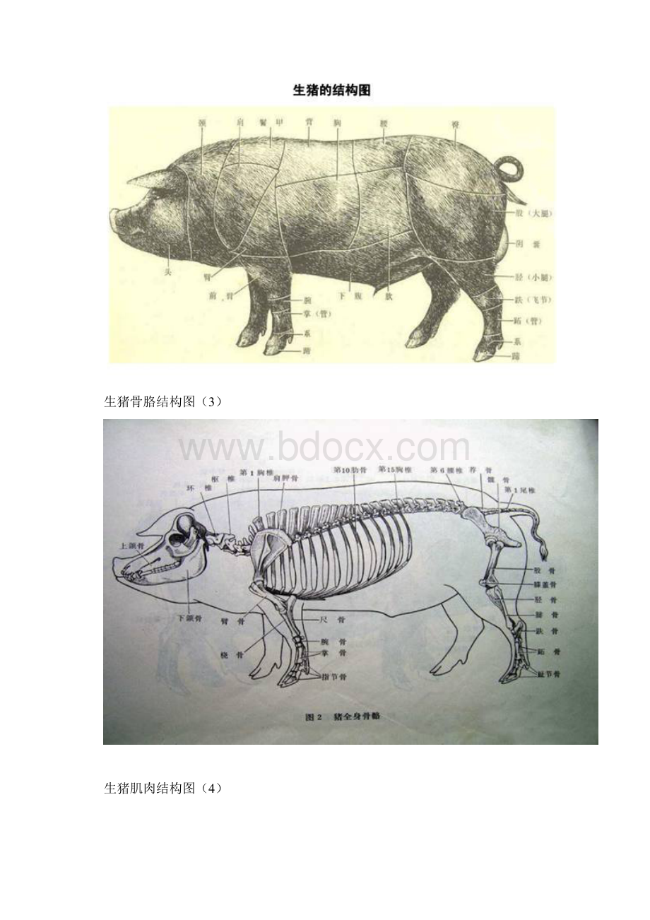 猪各部位详细结构图Word文档下载推荐.docx_第2页