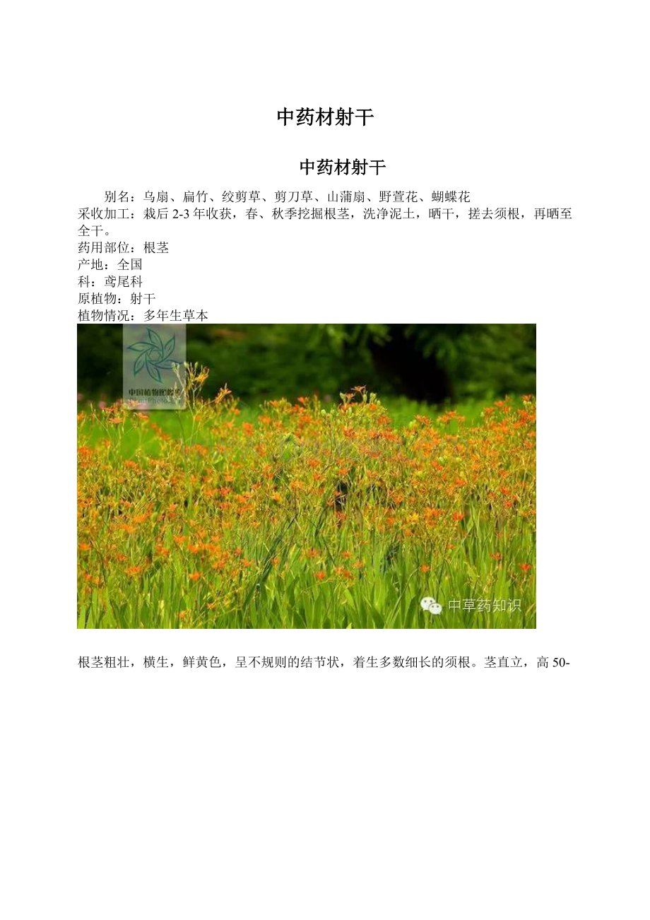 中药材射干Word格式文档下载.docx